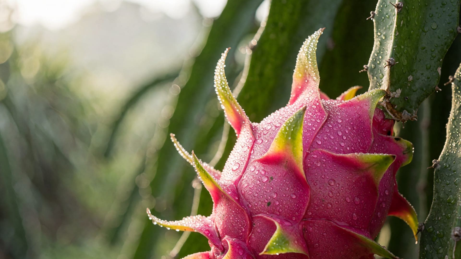 Fruit de dragon mûr sur sa tige de cactus, couvert de rosée